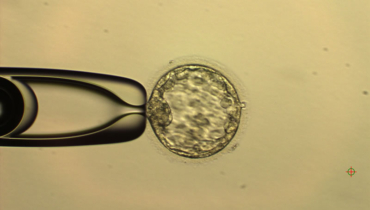 Abistatud embrüo koorumine mikroskoobi alt 2
